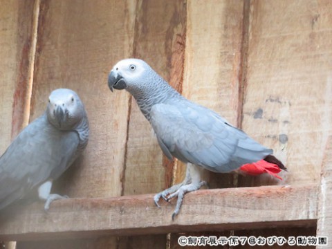 ご存知ですか?今日からです。