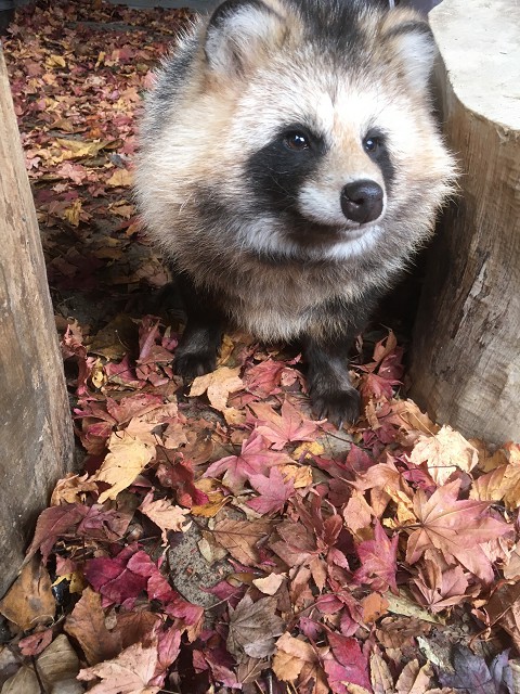 11月6日(火)一日飼育係のご案内