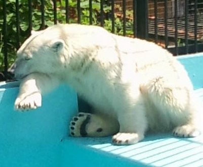 ひっさびさの動物園・・1