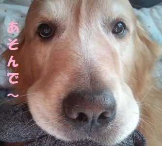 ほねっこ カジカジ♪