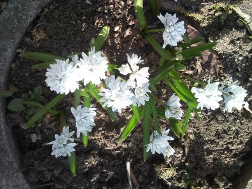 これ何というお花かな～？