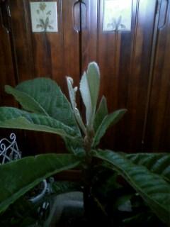 春ですよ～('-^*)/