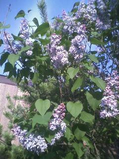 う～ん 良い香り～♪
