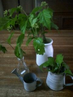 散歩道で見つけたよ～♪