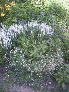 美瑛方面にプチ旅行♪