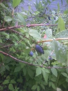 マイマイに罪はないんだけど★