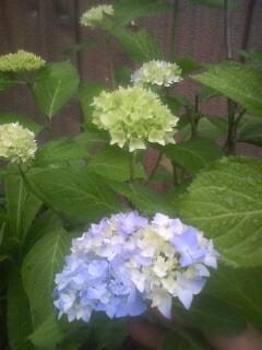 やっぱり雨の日の次の日が綺麗だね~♪