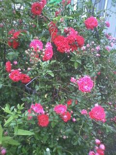 マイマイと戦ったかいがあった~♪