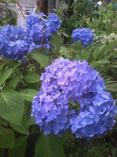 今日も暑いやね～♪