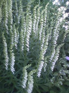 晴れ♪のち雨？