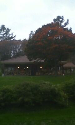 今日も歩けませんでした(ショボ～ン)●