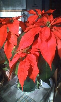 祝300だった(過去形)♪