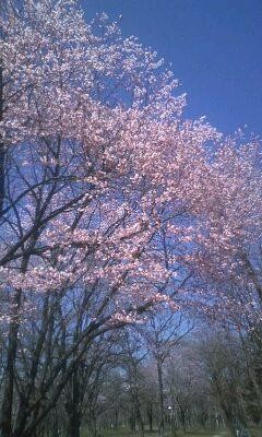 鈴蘭公園の桜★来週は感謝セール♪