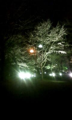 夜桜ライトアップ★期間限定♪