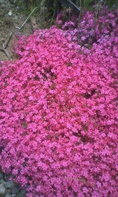 「今日は特別1日水曜日」(笑)(^㎜^)