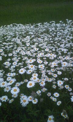 マーガレット大好き♪でも息子を泣かせる悪い奴(泣)