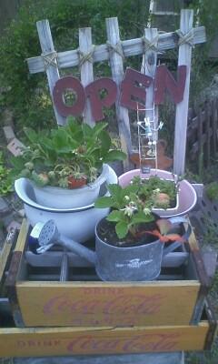 暑い夏がキタ~~~!当たりもキタ~!