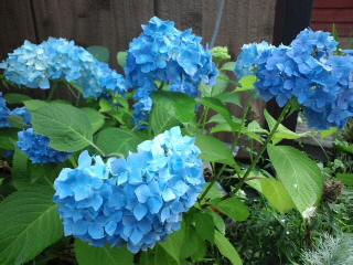 今日は午後から臨時休業させて頂きますm(_ _)m