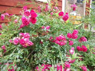 今日は通常営業です★昨日の臨時休業は…m(_ _)m