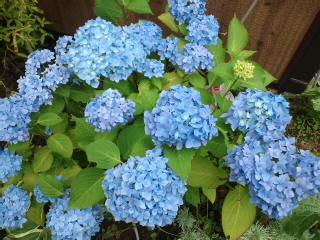 更に咲き出して綺麗～♪