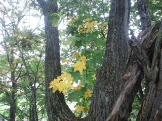 ♪小さい秋～♪見～つけた～♪