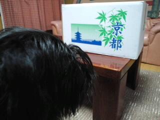 出会いにハッピ～♪ハッピーハロウィン♪