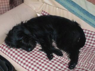 ToKoToKoクリスマスフェアーの日替わりお買い得情報♪