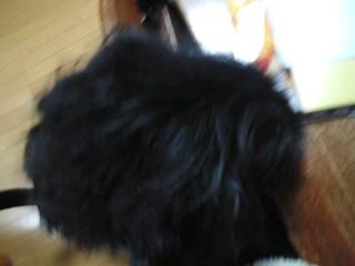 大掃除には黒いモップ(笑)