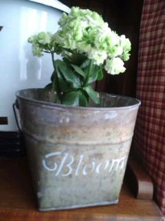 我が家では新芽がニョキニョキ♪「春」近し♪