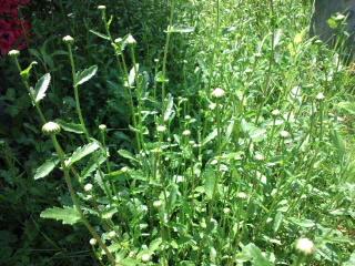 マーガレット差し上げます(^o^)/