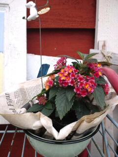 夏物商品入荷中♪