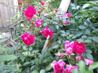 北海道ガーデンショー♪