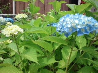 紫陽花大好きと入荷商品♪