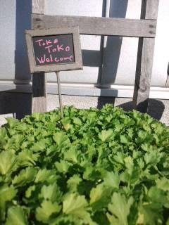 明日からサマーセールです♪