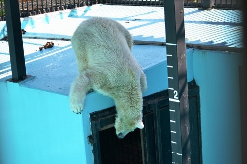 プールの水 入れ替え中