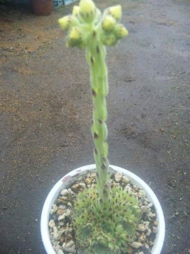 キリンの様な長～いピトニー君(@_@)