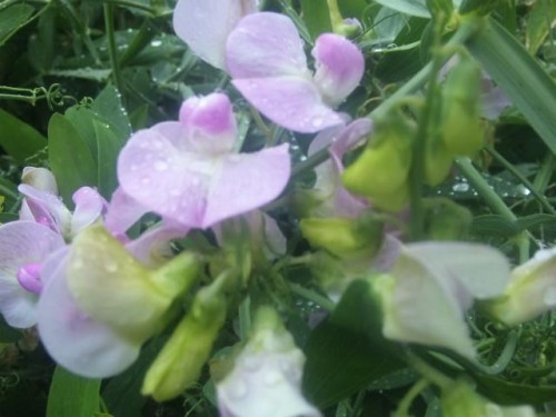 天気予報を見るはずが…