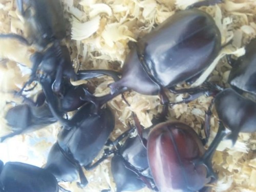 見た？見た？  思わず、ご飯吐き出しそうになったよ(°□ °;)