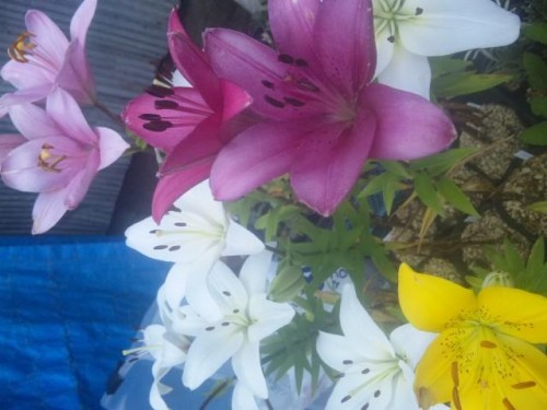 使ってる人教えて…(*^o^*) どんどん気になって…ますます知りたく て…