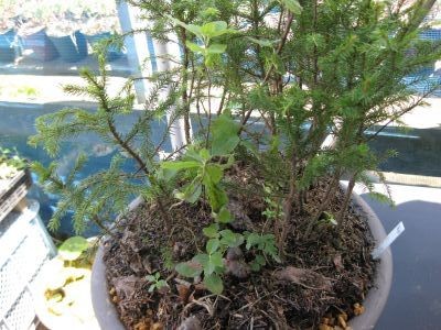 赤蝦夷松＊イワウメが仲間入り(*^o^*)