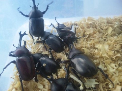 夏祭り、子供祭、いろ～んなイベントに、いかがですか？