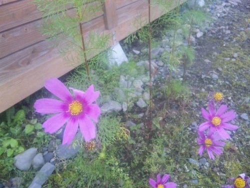 誰か～       助けて下さい(ノ△Ｔ) 季節ハズレの …