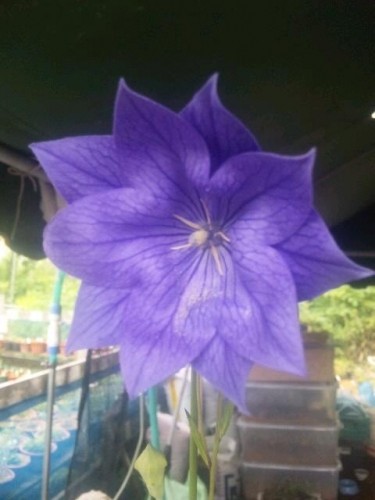 暑さ一段落、息子夫婦も、帰り… 抜け殻状態(^。^;)