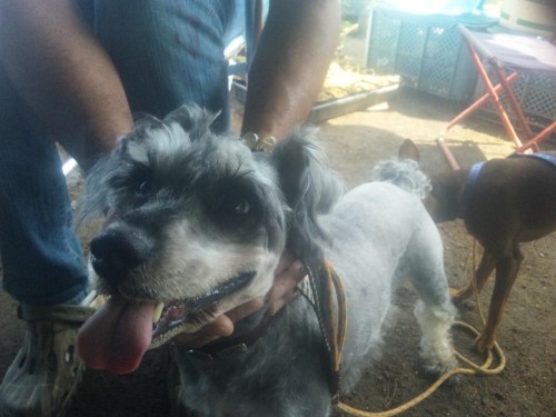 『里親さん』募集中です