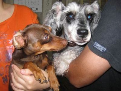 里親さん決定(*^o^*)