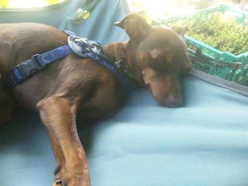 秋風の中を夜の、お散歩したワン(-^〇^-)