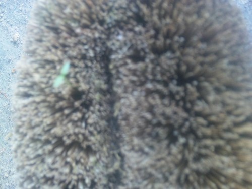 『たわし』から発芽…(-^〇^-)