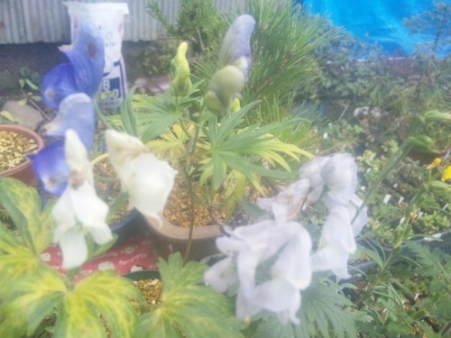 怖くないよ～(-^〇^-)       トリカブト三兄弟！