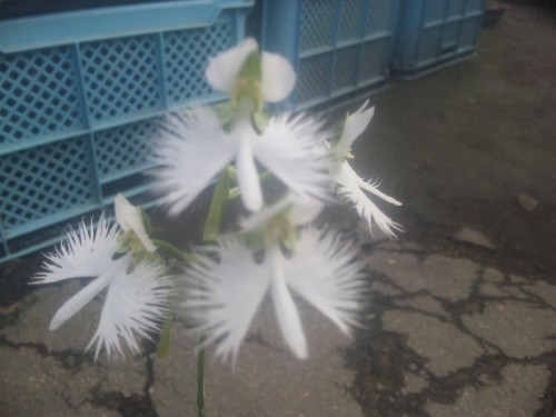 サギソウが、綺麗に咲いた(-^〇^-)