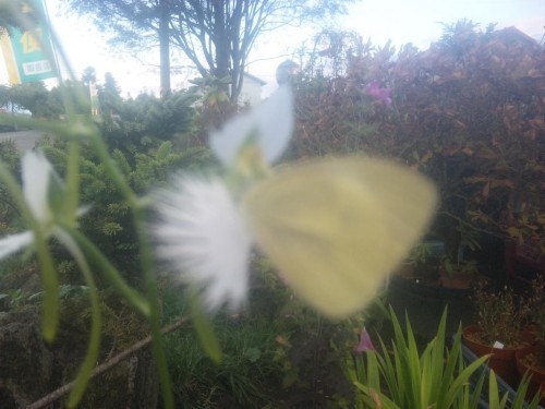 サギソウにお客様＼(^ー^)／